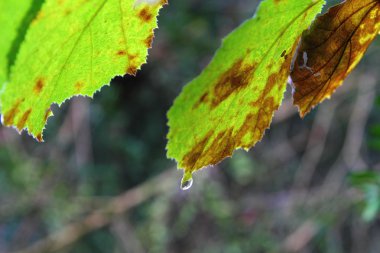 Bir yaprak su damlası