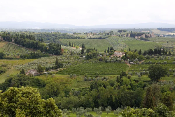 Vinhas na Toscana — Fotografia de Stock