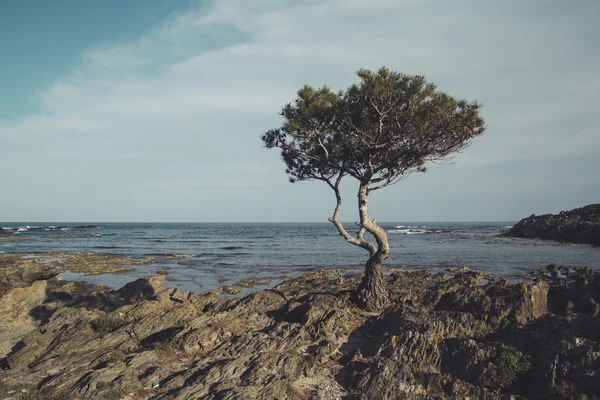 Pine in de kust — Stockfoto