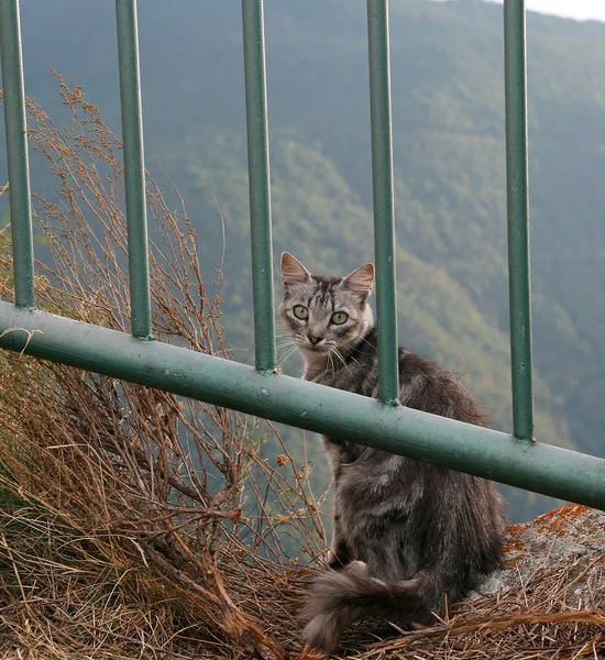 Cat looking to the camera — Stock Photo, Image