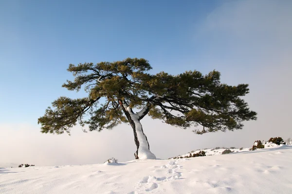 Lonely tree at winter, with snow Stock Image