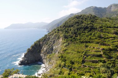 Italya 'da üzüm bağları