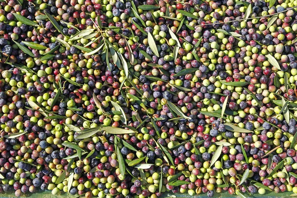 Taze zeytin meyve — Stok fotoğraf