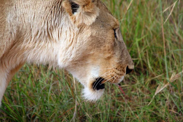 Leone selvatico in Kenya, Africa — Foto Stock