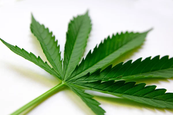 Marijuana leaf, in white background — Stock Photo, Image