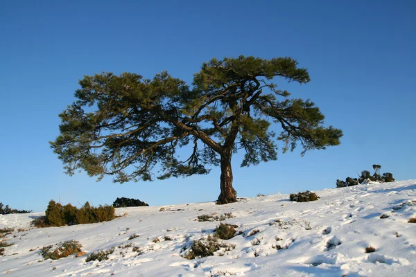 Landscape at winter Royalty Free Stock Images