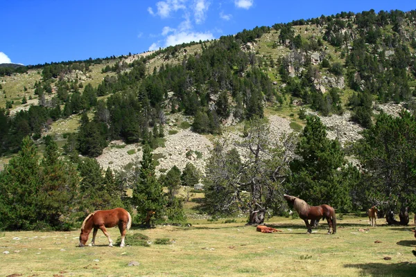 Vilda hästar i naturen Royaltyfria Stockbilder