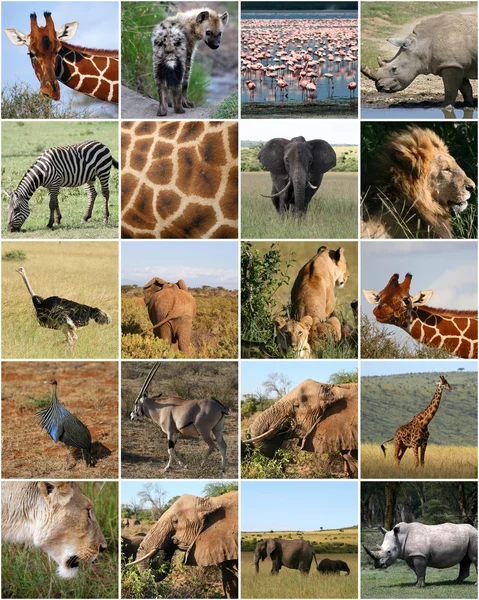 Kolaż dzikich zwierząt — Zdjęcie stockowe