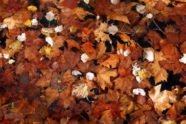 Sonbaharda kuru yapraklar