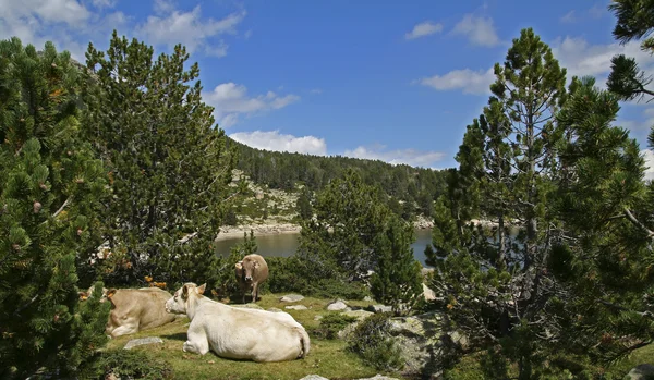 Vacas que se deitam no meio selvagem — Fotografia de Stock