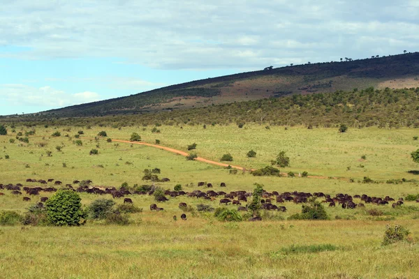 Vida silvestre en África, Masai Mara — Foto de Stock