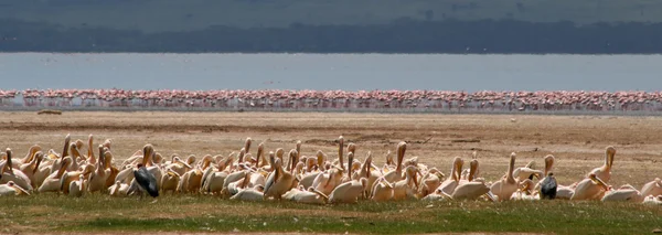 Flamingor i Afrika Stockbild