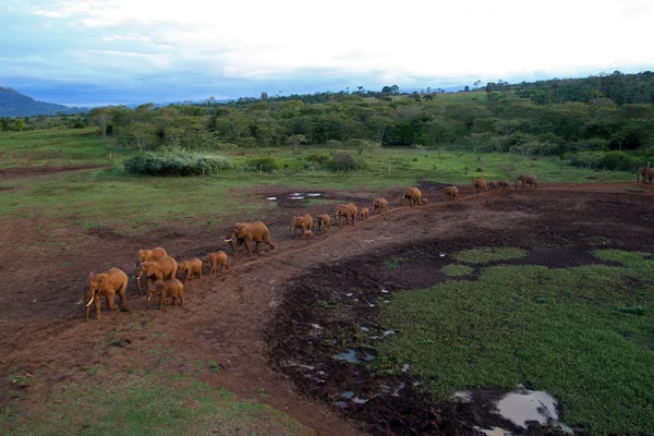 Elefantes salvajes en Kenia, África — Foto de Stock