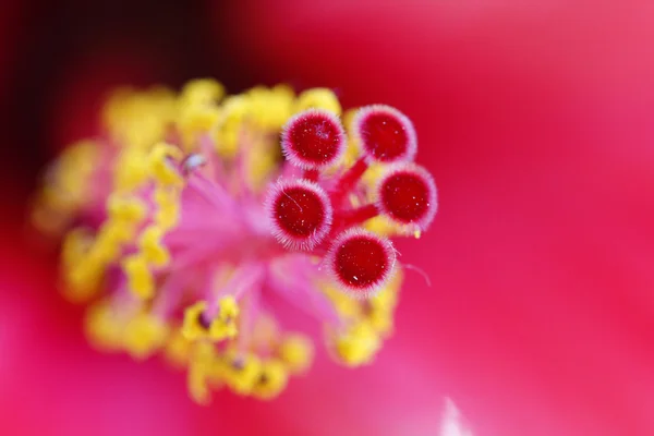 Macro flower of hibiscus — Stock Photo, Image