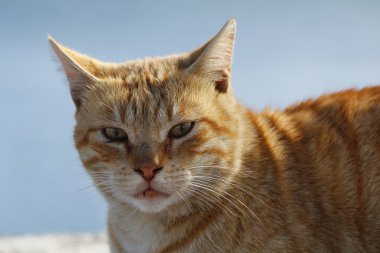 Kedi cam seyir