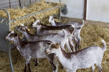 Aile içi bir grupta yemek keçi