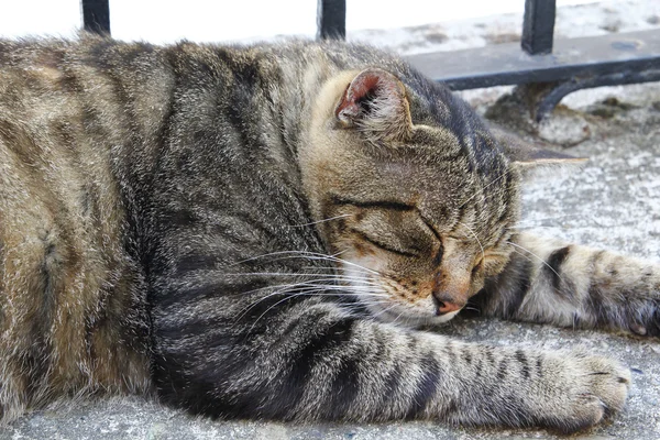 Sleeping cat, with big mustache