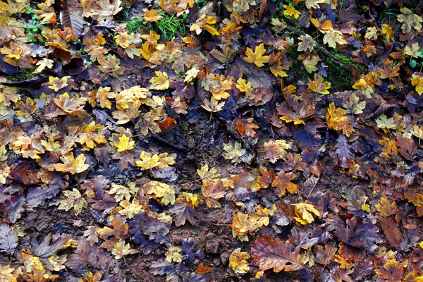 Листья осенью — стоковое фото