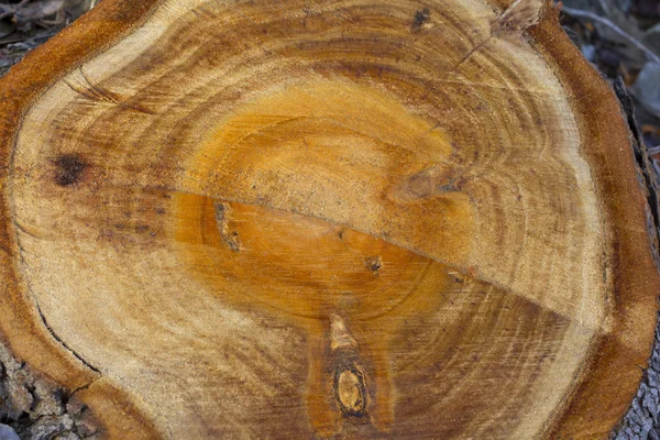 Wood rings in a trunk