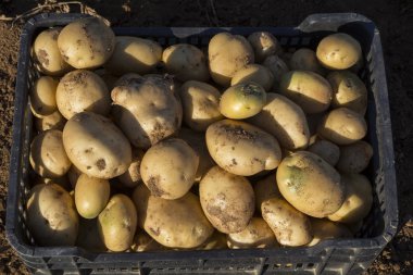 Patates, plastik bir kutu içinde hasat