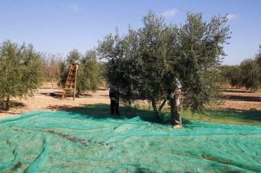 Harvesting olives in Catalonia, Spain clipart