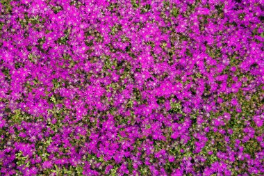 mor çiçekler arka plan