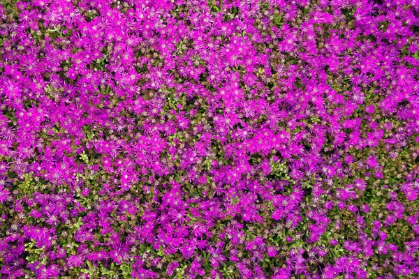 mor çiçekler arka plan