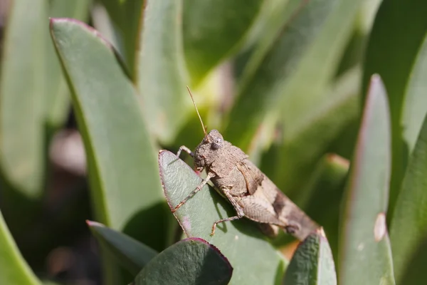 Macro de saltamontes tiro —  Fotos de Stock