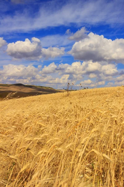 農村の風景 Summer.Between プーリア州とバジリカータ州: 穀物のフィールド。イタリア — ストック写真
