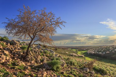 SPRINGTIME. Alta Murgia National Park: wild almond tree in bloom at dawn. Apulia-ITALY-Spring hilly landscape: almond dawn lone flower.