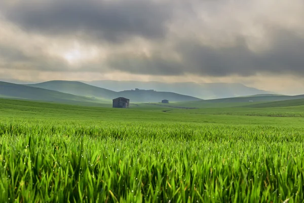 Springtime.Between Apulia és a Basilicata.Hilly táj, a kukoricásban éretlen, uralta a felhők. Olaszország. — Stock Fotó