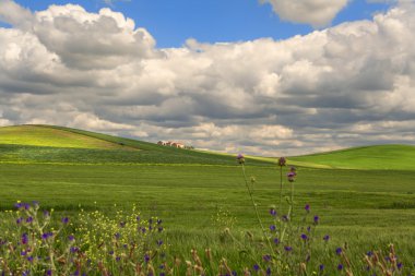 Bulutlar tarafından Mısır alan olgunlaşmamış, egemen Springtime.Between Apulia ve Basilicata.Hilly, yatay. İtalya
