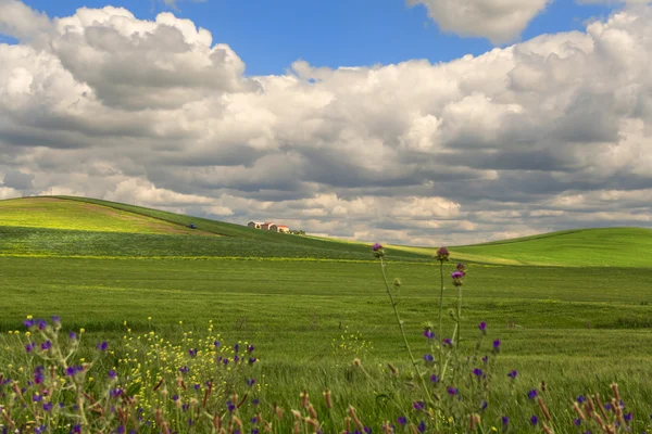 Springtime.Between Apulie a Basilicata.Hilly krajina s kukuřičném poli nezralé, ovládaném mraky. Itálie — Stock fotografie