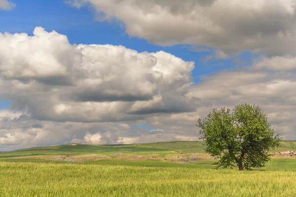 Springtime.Between Απουλία και τα Βασιλικάτα: άνοιξη τοπίο με πεδίο σιτάρι. Ιταλία — Φωτογραφία Αρχείου