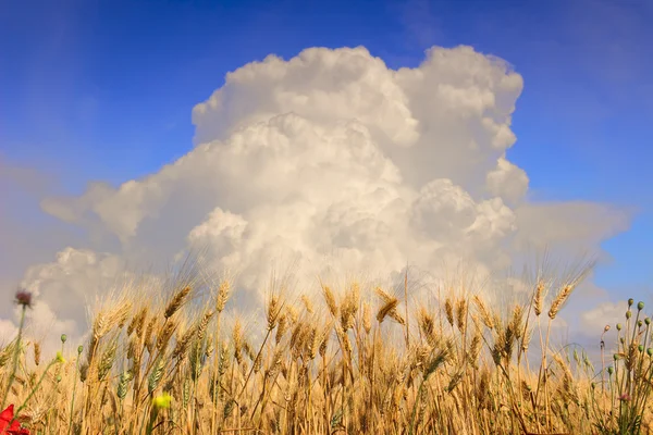 夏: トウモロコシの耳が雲によって支配されます。. — ストック写真
