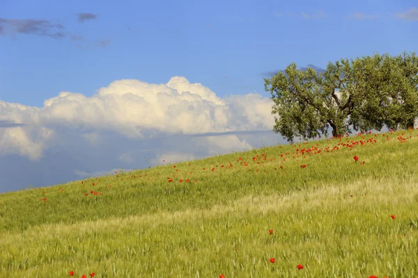 Ländliche Landschaft Frühling. zwischen apulien und basilikata: olivenhain im maisfeld mit mohn — Stockfoto