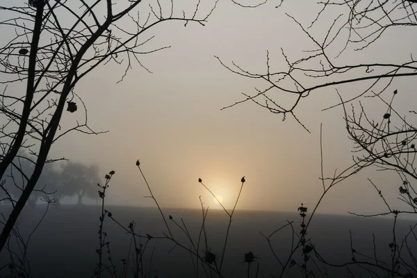 Сільських Апулії краєвид Winter.Between і провінції Базиліката: Схід сонця через туман.-Італія- — стокове фото