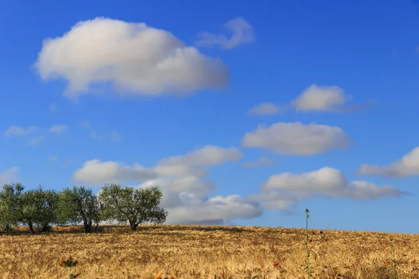 옥수수 밭에 Apulia 그리고 Basilicata.Hilly 풍경 사이. 이탈리아 — 스톡 사진