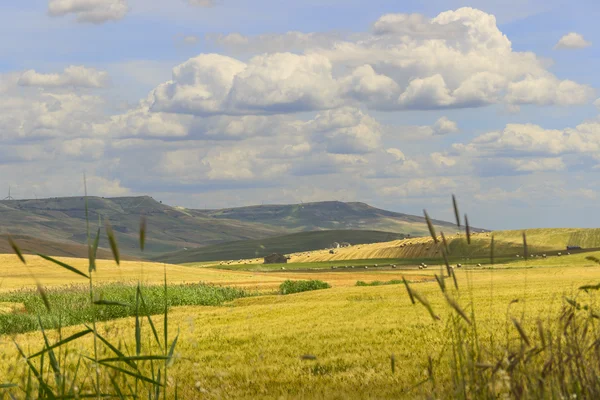 Frühling.zwischen apulien und basilicata.hügelige landschaft mit unreifen maisfeldern, dominiert von wolken.italien. — Stockfoto