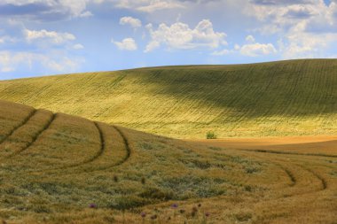 Apulia ve Basilicata.Hilly, yatay arasında cornfields. İtalya.