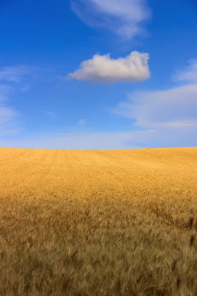 Tra Puglia e Basilicata.Paesaggio collinare con campi di grano. . — Foto Stock