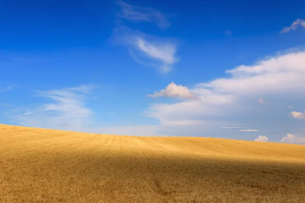 Zwischen apulien und basilicata.hügelige landschaft mit maisfeldern .italien. — Stockfoto