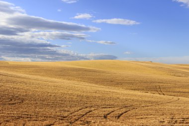 Apulia ve Basilicata.Hilly, yatay arasında cornfields. İtalya. Dağlık manzara: cornfields ışık ve gölge arasında.