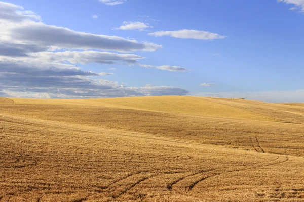 Zwischen apulien und basilicata.hügelige landschaft mit maisfeldern .italien .hügelige landschaft: maisfelder zwischen licht und schatten. — Stockfoto