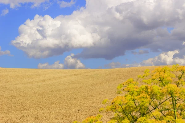 Mezi Apulie a Basilicata.Hilly krajina s kukuřičných polí. Itálie . — Stock fotografie