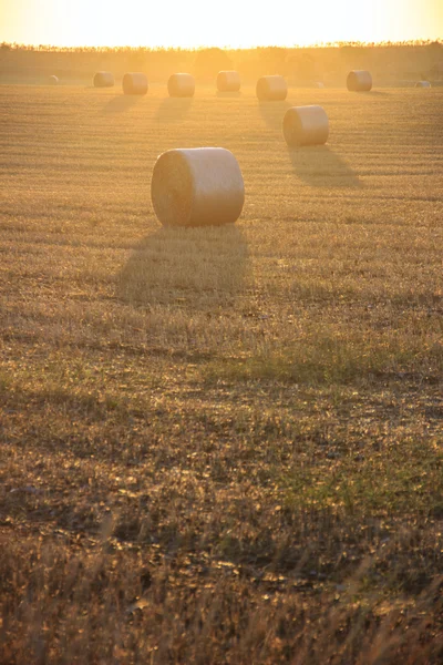 Sommerlandschaft.alta murgia nationa park: Sonnenaufgang mit Heuballen. - (apulia) Italien — Stockfoto