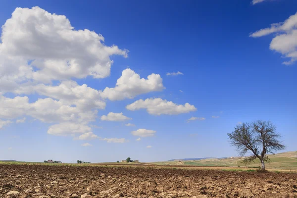 Landscape.Between lato Apulia i Basilicata: lonely drzewo na zaorane gleby. Italia — Zdjęcie stockowe