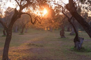 Kırsal alan. İtalya 'nın Apulia şehrinde gündoğumunda zeytin ağaçları sıraları: dallar arasında güneş ışığı.