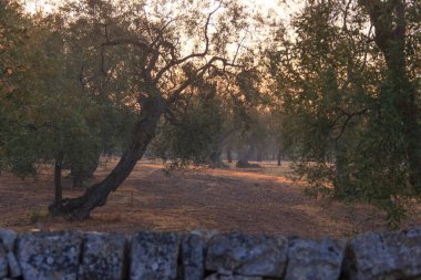 Kırsal alan. İtalya 'nın Apulia şehrinde gündoğumunda zeytin ağaçları sıraları: dallar arasında güneş ışığı.