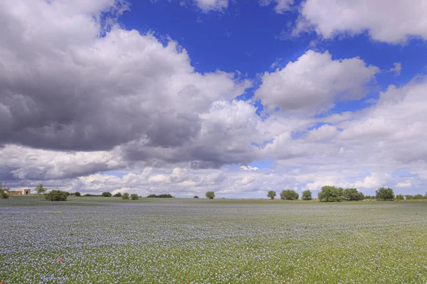 Springtime Alta Murgia National Park Field Purple Flowers Apulia Italy — 스톡 사진